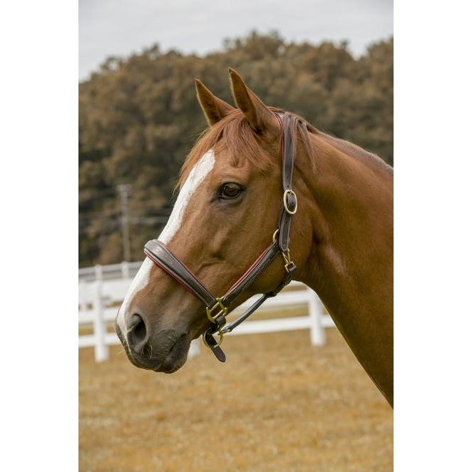 Henri de Rivel Cahill Padded Leather Halter