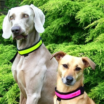 Hi-Visibility Reflective Dog Collar